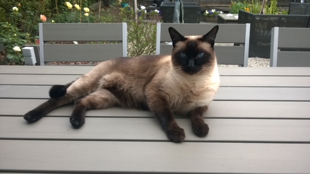 Sjokko een seal point kater